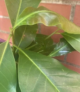 Southern Magnolia grandiflora tree with started roots ! - Picture 1 of 3