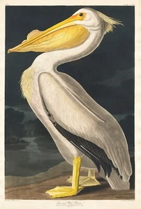 Póster de pájaro americano vintage pelícano blanco, John James Audubon imagen impresa artística - Imagen 1 de 3