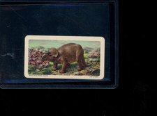 1963 Brooke Bond Red Rose Dinosaurs Pachyrhinosaurus #36