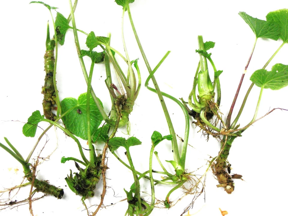 japanese wasabi plantlets for growing, 6 count - Image 1 of 4