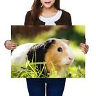 A2 | Adorable Tri-Colour Guinea Pig - Size A2 Poster Print Photo Art Gift #8268