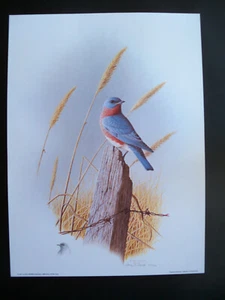 1984 Print of the Year Morning Bluebird Print by Steve Dillard Signed  Remarque - Picture 1 of 11