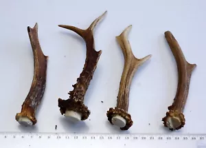 4 schöne Geweihstangen Rehstange Deko Tischdeko Floristik 177 g - Bild 1 von 2
