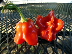 Pimienta Cambuci - hermoso colgante en forma de pimienta con un bonito sabor picante - Imagen 1 de 2