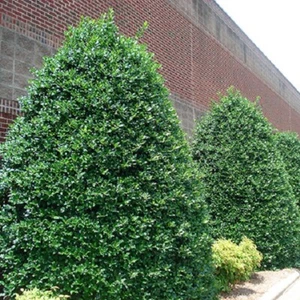 ( 3 ) - Nellie R. Stevens Holly Tree - Starter Plants - ( 3 live plants ) - Picture 1 of 5