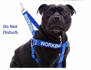 "Working" Blue Do Not Disturb Walking Canine Dog Control Harness Dexil (L-XL) - Picture 1 of 10