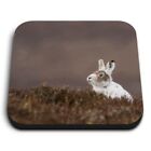 Square MDF Magnets - Mountain Hare Rabbit Tundra  #12622
