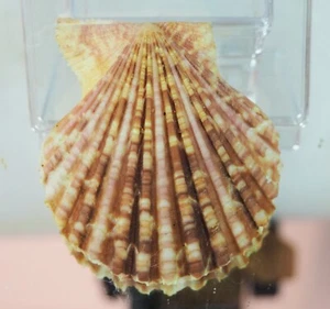 Pecten Mimachlamys townendi - interessante - Foto 1 di 2