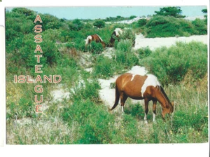 PONYS GRASEN IM GESTRÜPP ~ ASSATEAGUE ISLAND, VA - Bild 1 von 1