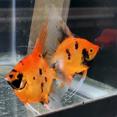 High Coverage Orange Koi aka Red Devil Angelfish - Image 1 of 2