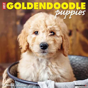 Goldendoodle Welpen 2025 12"" x 12"" Wandkalender (kostenloser Versand) - Bild 1 von 5