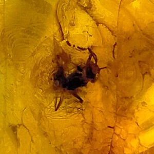 Ámbar Báltico Piedra preciosa natural pulida con inclusión fósil de insecto atrapado 19,8ct - Imagen 1 de 7
