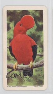 1964 Brooke Bond Red Rose Tropical Birds Tea Canadian Black Backs #33 a8x