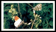 Grandee Britain's Wayside Wildlife 1988 - Orange Tip Butterfly No. 16