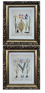 Basilius Besler "Iris & Lillies" Pair of Framed Botanical Art Prints New - Picture 1 of 7