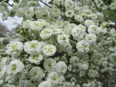 10+ fresh cuttings Bridal Wreth Spirea Vanhouttei  perennial ,6-9''+ instruction - Image 1 of 4