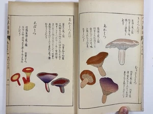 Japanese Woodblock Print Book “Honzo-Zufu vol.54” Mushroom category №３ - Picture 1 of 24
