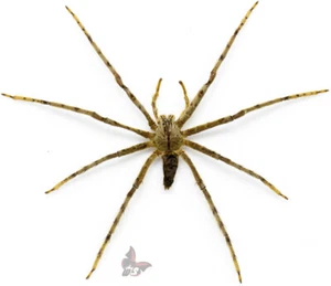 Spider(Araneae) No.6,from Malaysia, UNMOUNTED - Picture 1 of 1
