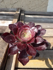 Aeonium "cyclops" big lovely succulent hybride  pot10cm wysiwyg - Imagen 1 de 4