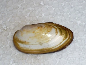 UNIO PICTORUM FANTASTIC - Imagen 1 de 2