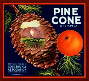 Etichetta originale per cassa di frutta arancione marca PINE CONE - East Highlands, California - Foto 1 di 1