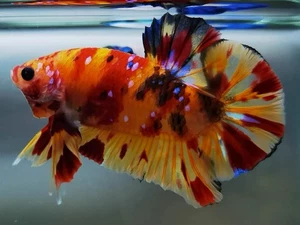 Premium HMPK Betta - Leopard Star Male - Live Thai Betta Fish - MaxwellsBetta - Picture 1 of 3