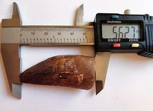 Diente fósil de dinosaurio africano Carcharodontosaurus 56 mm autenticado - Imagen 1 de 6