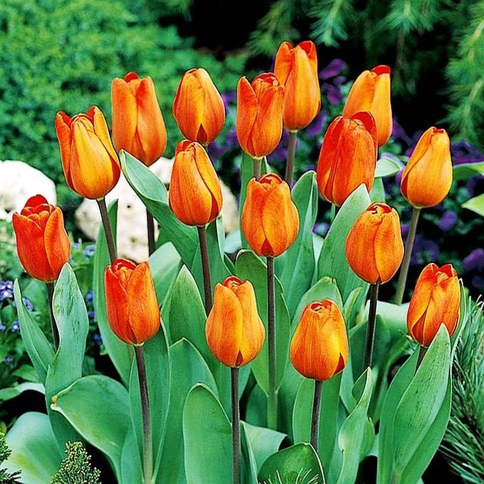 Tulipanes bulbos de tulipanes bulbos de flores flores Tulipán naranja 50 uds. - Imagen 1 de 1