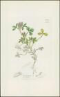 1832 TRIFOLIUM STRIATUM Knotted Clover Botanical hand coloured print (SC156)