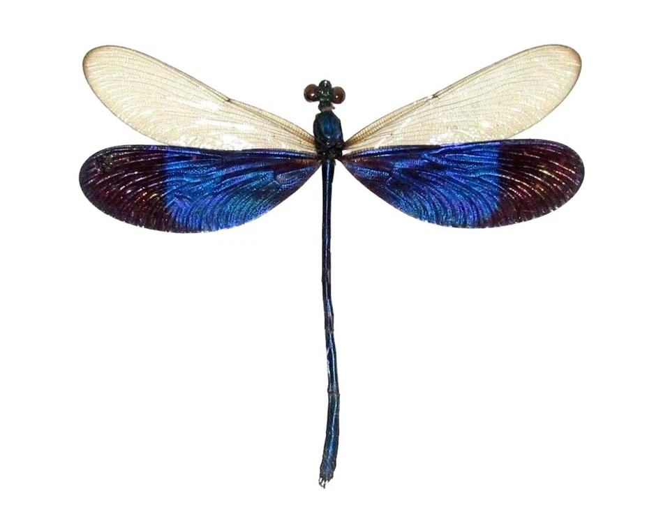 Neurobasis kaupi UNA REAL AZUL ALAS TRANSPARENTES LIBÉLULA DAMISELA EMPAPELADA Foto 1 de 1