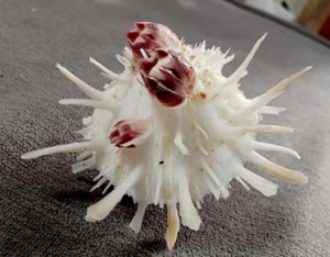 Spondylus spinosus  74mm F+++/gem long spines w/natural attachment - Picture 1 of 9
