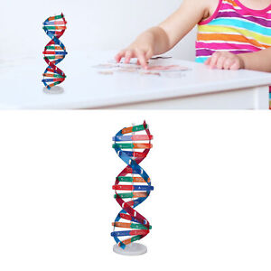 Human DNA Model Colorful Double Spiral Assemble Model Science Educational Te AP9