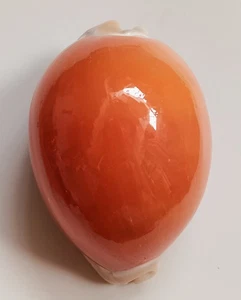 Sea shell Cypraea aurantium 90mm, F+++, very nice form & glossy body, SUPERBform - Picture 1 of 7