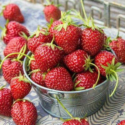 100 ORGANIC SEEDS Champagne Strawberry Mara Des Bois Fresa de Fraise Fragola - Image 1 of 2