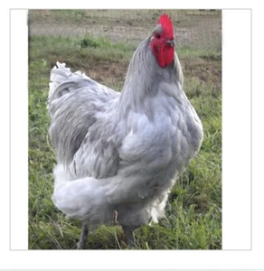 6 Farm Fresh Hatching Eggs ** Fancy Breeds Brahma Orpington * Free Ship @@@ ❤️eb - Picture 1 of 9