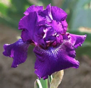 Iris - Purple Double Blooming - 1 - Please Read Description - Picture 1 of 11