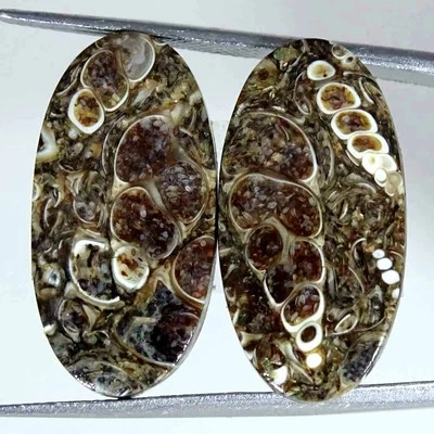 21.20Cts Natural Turritella Agate Fossilized Pair Loose Gemstone Oval 13x25x4mm - Image 1 of 4