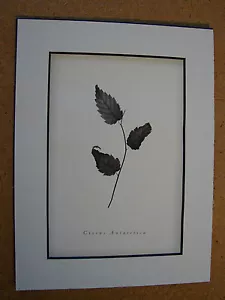 FLORAL Print / CISSUS ANTARCTICA small - Picture 1 of 2