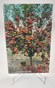 A Washington Apple Tree, Apple Orchard, Washington WA cartolina non spedita - Foto 1 di 2