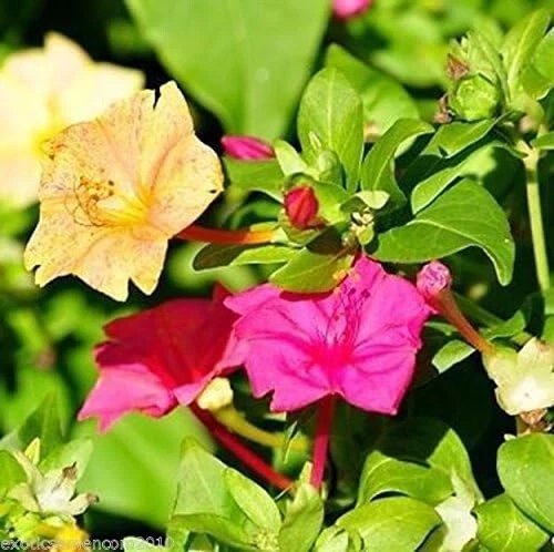 Traumhaft schöne Wunderblume Mirabilis jalapa 10 Samen - Bild 1 von 1