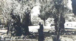 RPPC GERUSALEMME VINTAGE GIARDINO DEL GETSEMANI NON SPEDITA MAI USATA VERA FOTO CARTOLINA - Foto 1 di 3