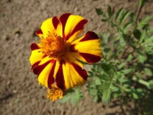 Caléndula Arlequina - Tagetes patula - 25+ semillas - semillas - semillas - edición 061 - Imagen 1 de 3