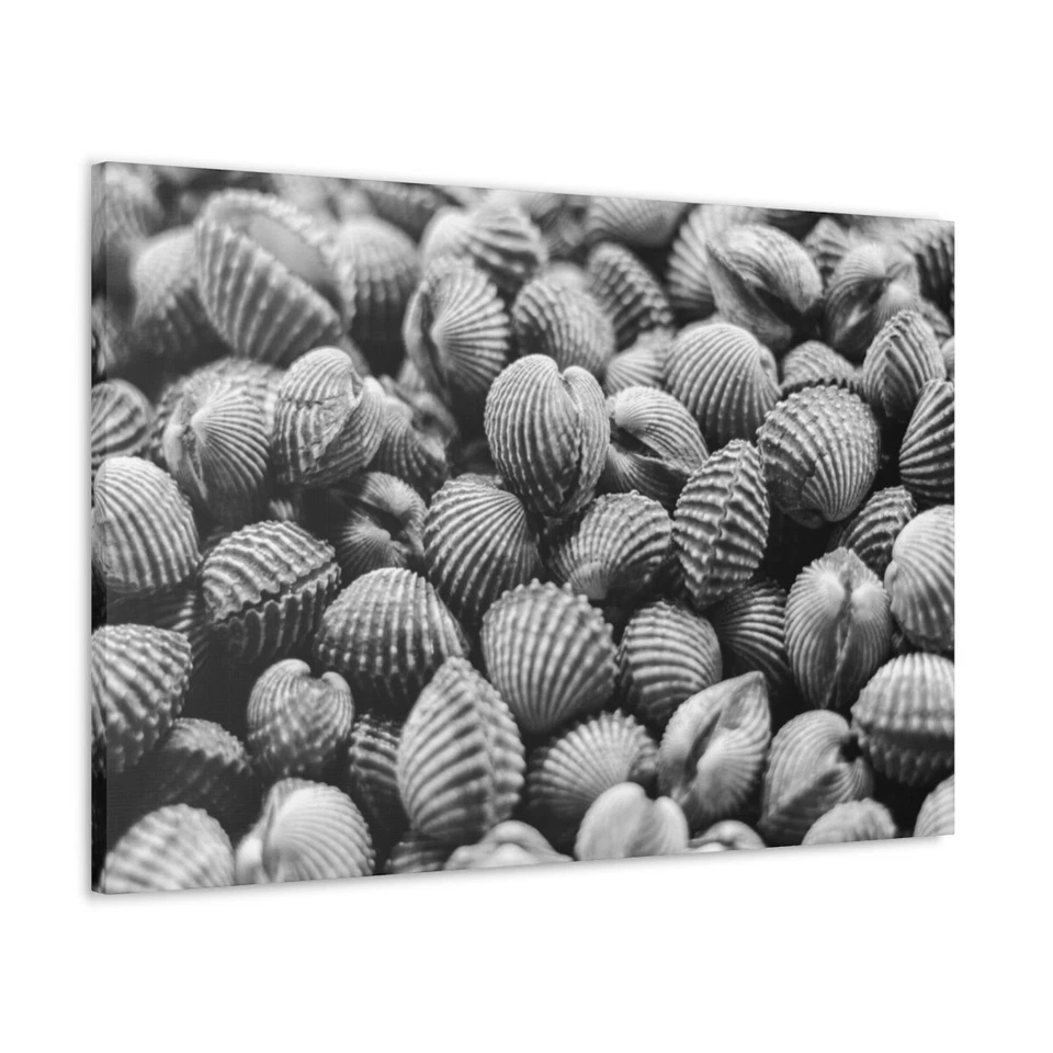 Wall Art Print Home Decor seashells Food Black and white Hanging Canvas Framed - Image 1 of 1