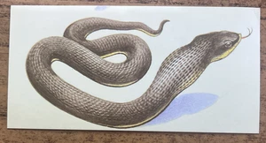 Vintage - 1962 - Gelles Widmer - Reptile CARD -32. Eastern Hognose Snake - Picture 1 of 2