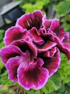 Regal Pelargonium 2x Cuttings velvet Perennial medium size long lasting - Picture 1 of 8