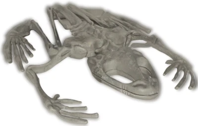 7" SKELETON DEAD FROG Creepy Zombie Fake Bones Dinosaur Prop Plastic Model Decor - Image 1 of 4