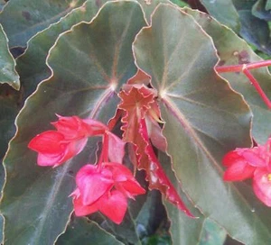 Angel Wing Begonia - Torch Red - Tropical Houseplant, Live Plant in 4" Pot - Picture 1 of 5