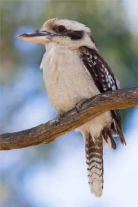 KOOKABURRA GLÄNZEND POSTER BILD FOTODRUCK BANNER australischer niedlicher Vogel 8526 - Bild 1 von 1