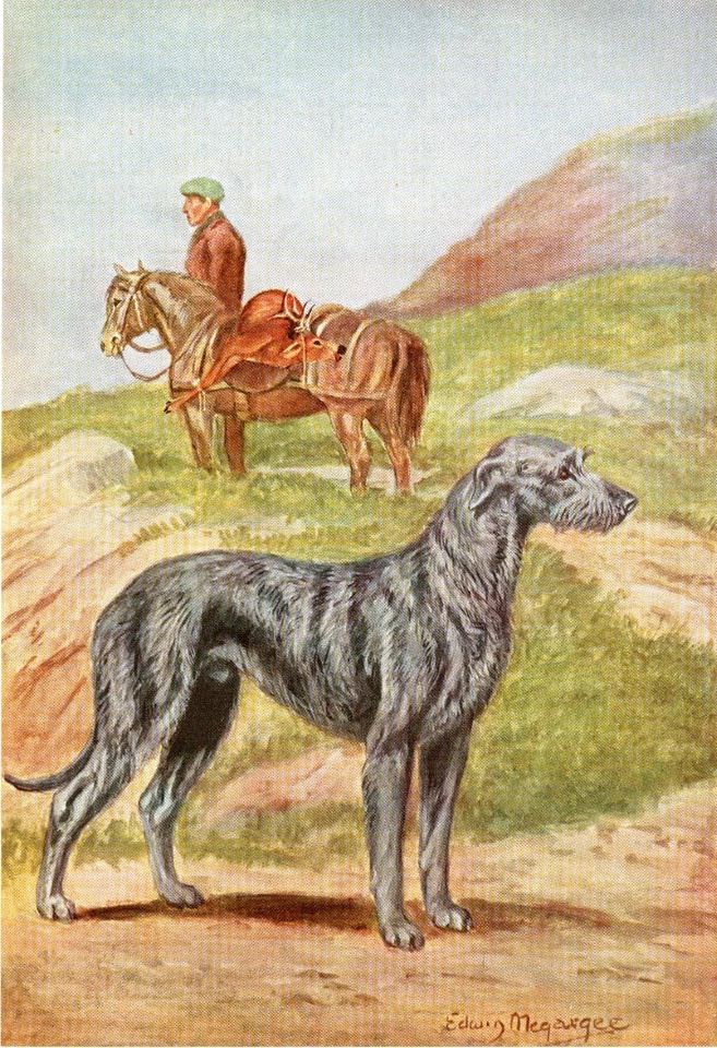 SCOTTISH DEERHOUND OLD 1958 DOG ART PRINT by Artist EDWIN MEGARGEE - Image 1 of 1