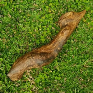 1,5 Kg Akar Zebra Agarwood Borneo Wild Harvest Gaharu Buaya Aloeswood - Picture 1 of 8